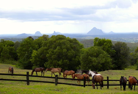 Maleny Springs Farm - Hotels Melbourne 39