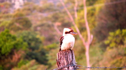 Maleny Springs Farm - Hotels Melbourne 25