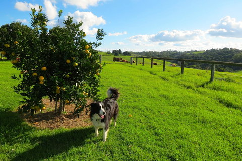 Maleny Springs Farm - Hotels Melbourne 31