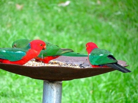 Maleny Springs Farm - Hotels Melbourne 35