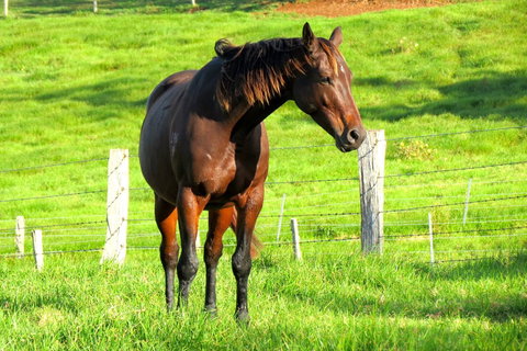 Maleny Springs Farm - Hotels Melbourne 27