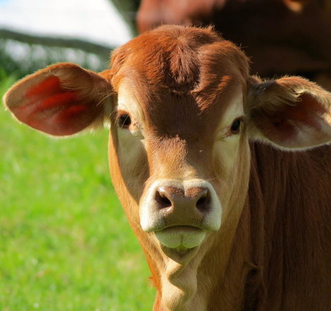 Maleny Springs Farm - Hotels Melbourne 9