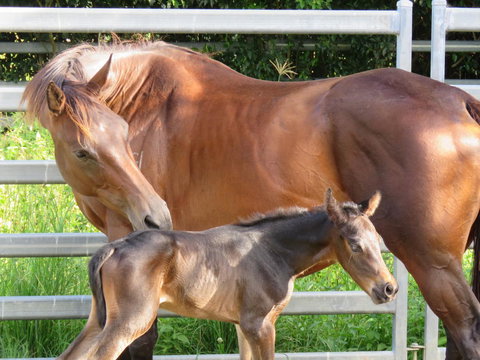 Maleny Springs Farm - Hotels Melbourne 18