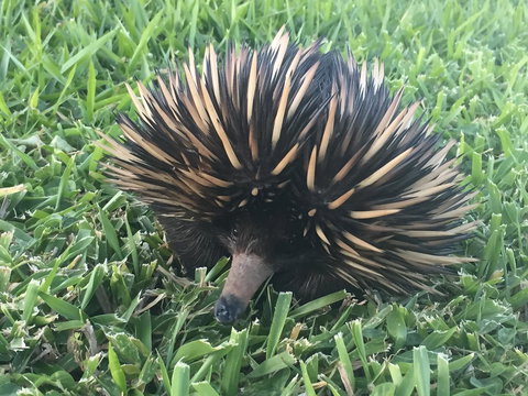 Maleny Springs Farm - Hotels Melbourne 23