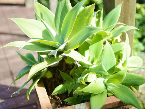 Apple Tree Cottage Montville - Hotels Melbourne 13