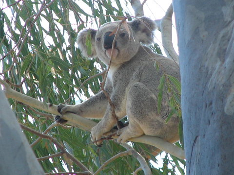 Tropical Palms Resort & 4WD Hire - Hotels Melbourne 29