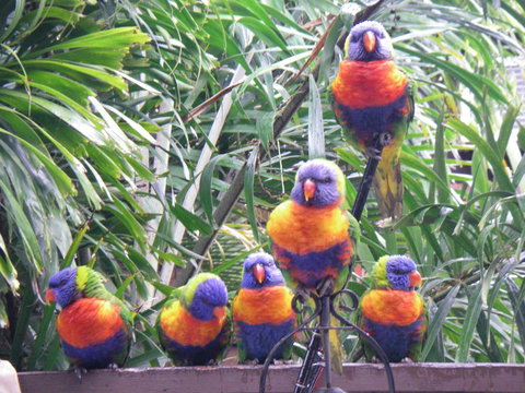 Tropical Palms Resort & 4WD Hire - Hotels Melbourne 36