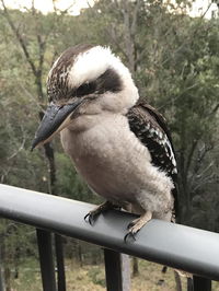 Book Tallebudgera Accommodation Vacations Hotels Melbourne Hotels Melbourne