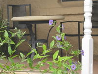 Amalie Cottage Waikerie