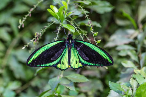 Batchelor Butterfly Farm - Hotels Melbourne 2