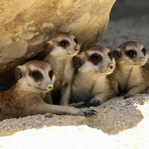 Rustic Retreat W Spa Fire Pit - Hotels Melbourne 3