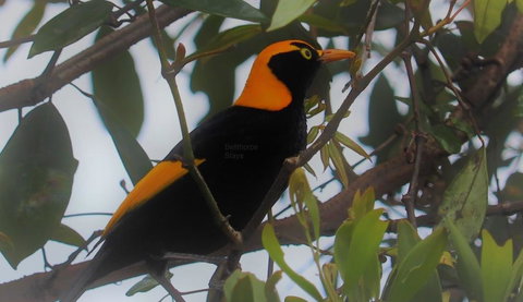 Bellthorpe Stays - Hotels Melbourne 3