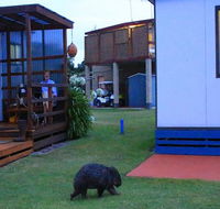 BIG4 Kelso Sands Holiday  Native Wildlife Park - Hotels Melbourne