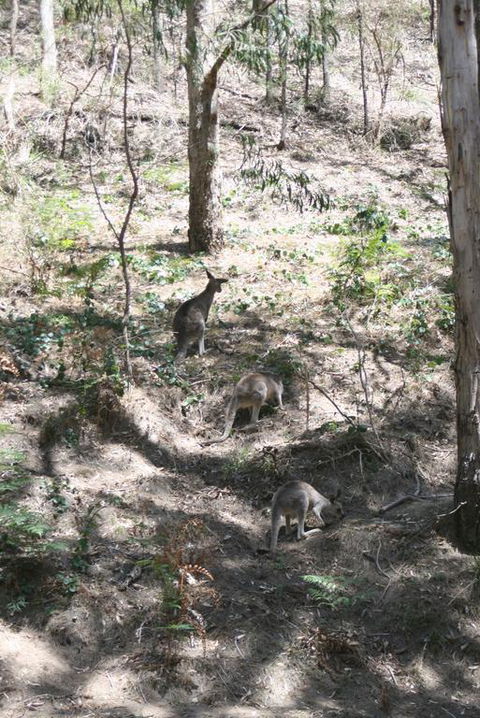 Blue Mountains Backpacker Hostel - Hotels Melbourne 3