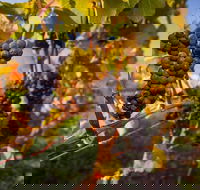 Full Day Tamar Valley Wine Tour - Hotels Melbourne