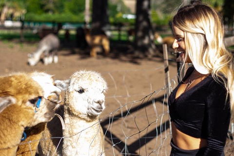 O'Reilly's & Lamington National Park Incl. Alpaca Farm + Vineyard - Hotels Melbourne 3