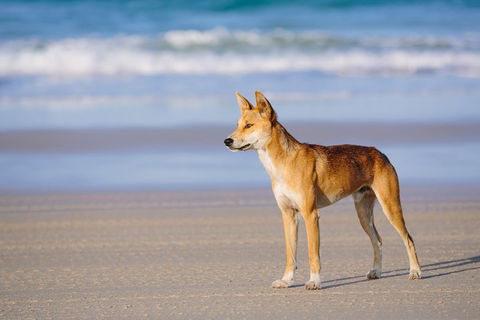 Fraser Island 4WD Tour From Rainbow Beach - Hotels Melbourne 2