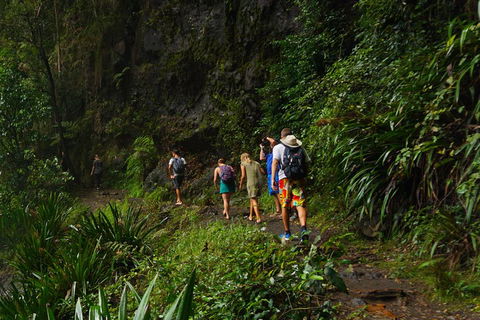 Glow Worms Private Tour - Nocturnal Rainforest Walk - Hotels Melbourne 1