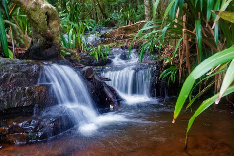 Glow Worms Private Tour - Nocturnal Rainforest Walk - Hotels Melbourne 5