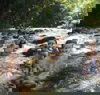 Daintree Rainforest Cape Tribulation Mossman Gorge Small-Group Day Tour - Hotels Melbourne