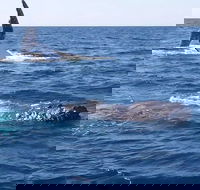 Noosa Whale Watching - Hotels Melbourne