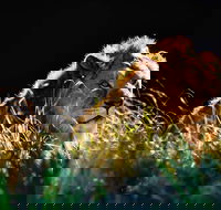 Sydney Taronga Zoo General Entry Ticket - Hotels Melbourne