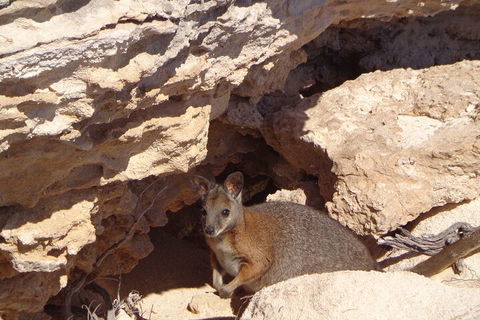 Shipwreck Special Full Day Tour Of The Abrolhos Islands - Hotels Melbourne 4
