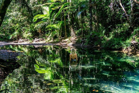 Daintree And Cape Tribulation Full Day Guided Tour - Hotels Melbourne 1