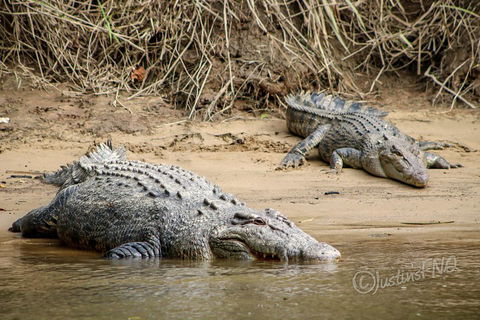 Daintree And Cape Tribulation Full Day Guided Tour - Hotels Melbourne 3