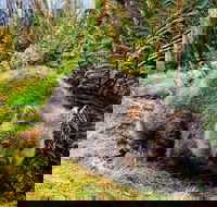 Cradle Mountain National Park Day Tour from Launceston - Hotels Melbourne