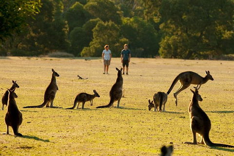 Grampians National Park Small-Group Eco Tour From Melbourne - Hotels Melbourne 4