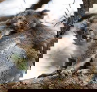 Great Ocean Road Sunset Tour from Melbourne - Hotels Melbourne