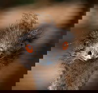 Currumbin Wildlife Sanctuary General Entry Ticket - Hotels Melbourne