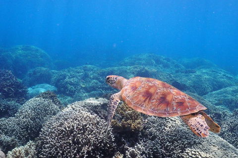 Calypso Outer Great Barrier Reef Cruise From Port Douglas - Hotels Melbourne 2