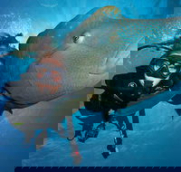 Great Barrier Reef Snorkeling and Diving Cruise from Cairns - Hotels Melbourne