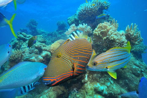 Fly To Green Island - Cruise Return - Hotels Melbourne 1