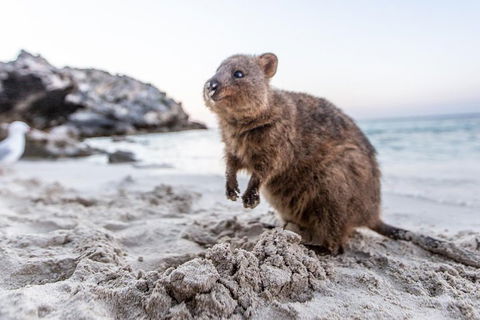 Rottnest Island All-Inclusive Grand Island Tour From Fremantle - Hotels Melbourne 2