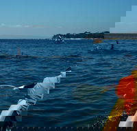 Mornington Peninsula Kayak Coastline Tour of Dolphin Sanctuary - Hotels Melbourne