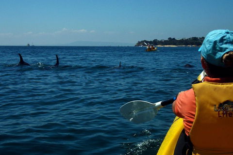 Mornington Peninsula Kayak Coastline Tour Of Dolphin Sanctuary - Hotels Melbourne 0