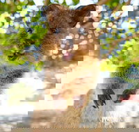 Discover Rottnest with Ferry  Bus Tour from Perth or Fremantle - Hotels Melbourne