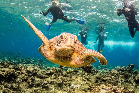Great Barrier Reef Diving And Snorkeling Cruise From Cairns - Hotels Melbourne 3