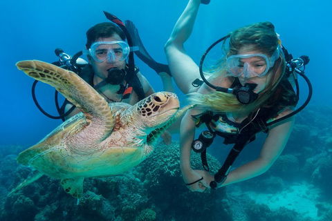 Great Barrier Reef Diving And Snorkeling Cruise From Cairns - Hotels Melbourne 4