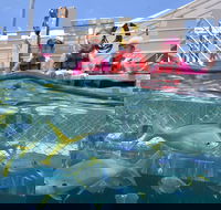 Outer Reef Pontoon Experience from Cairns - Hotels Melbourne