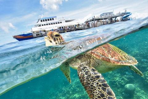 Outer Reef Pontoon Experience From Cairns - Hotels Melbourne 5