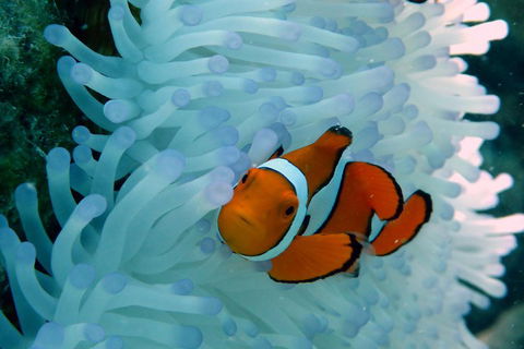 Seastar Luxury Outer Great Barrier Reef Island And Reef Tour From Cairns - Hotels Melbourne 0