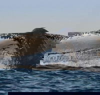 Sydney Whale-Watching Cruise Including Lunch or Breakfast - Hotels Melbourne