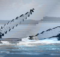 Hervey Bay Whale Watching Cruise - Hotels Melbourne
