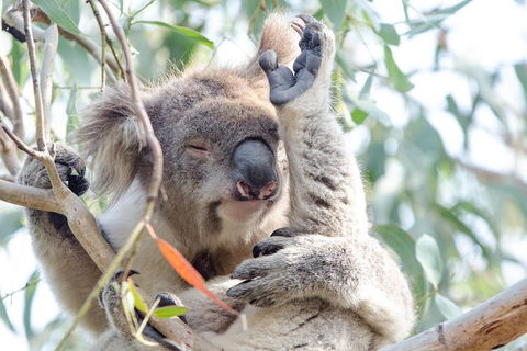 Great Ocean Road Reverse Itinerary With 12 Apostles From Melbourne - Hotels Melbourne 1