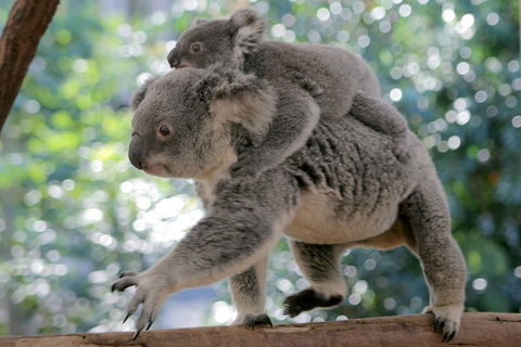 Lone Pine Koala Sanctuary Admission With Brisbane River Cruise - Hotels Melbourne 0