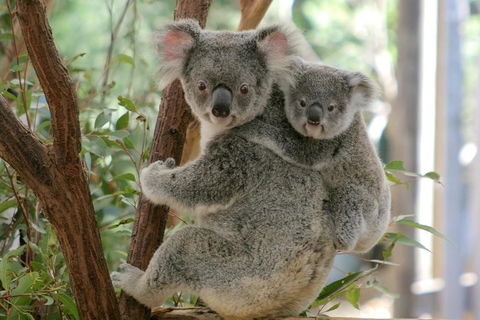 Lone Pine Koala Sanctuary Admission With Brisbane River Cruise - Hotels Melbourne 3